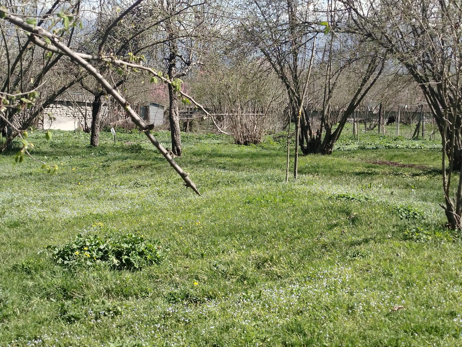 ANA YOLA ÇOX YAXIN TÜNTÜL KƏNDİ 5000 MAN TORPAQ SAHƏSİ SATILIR